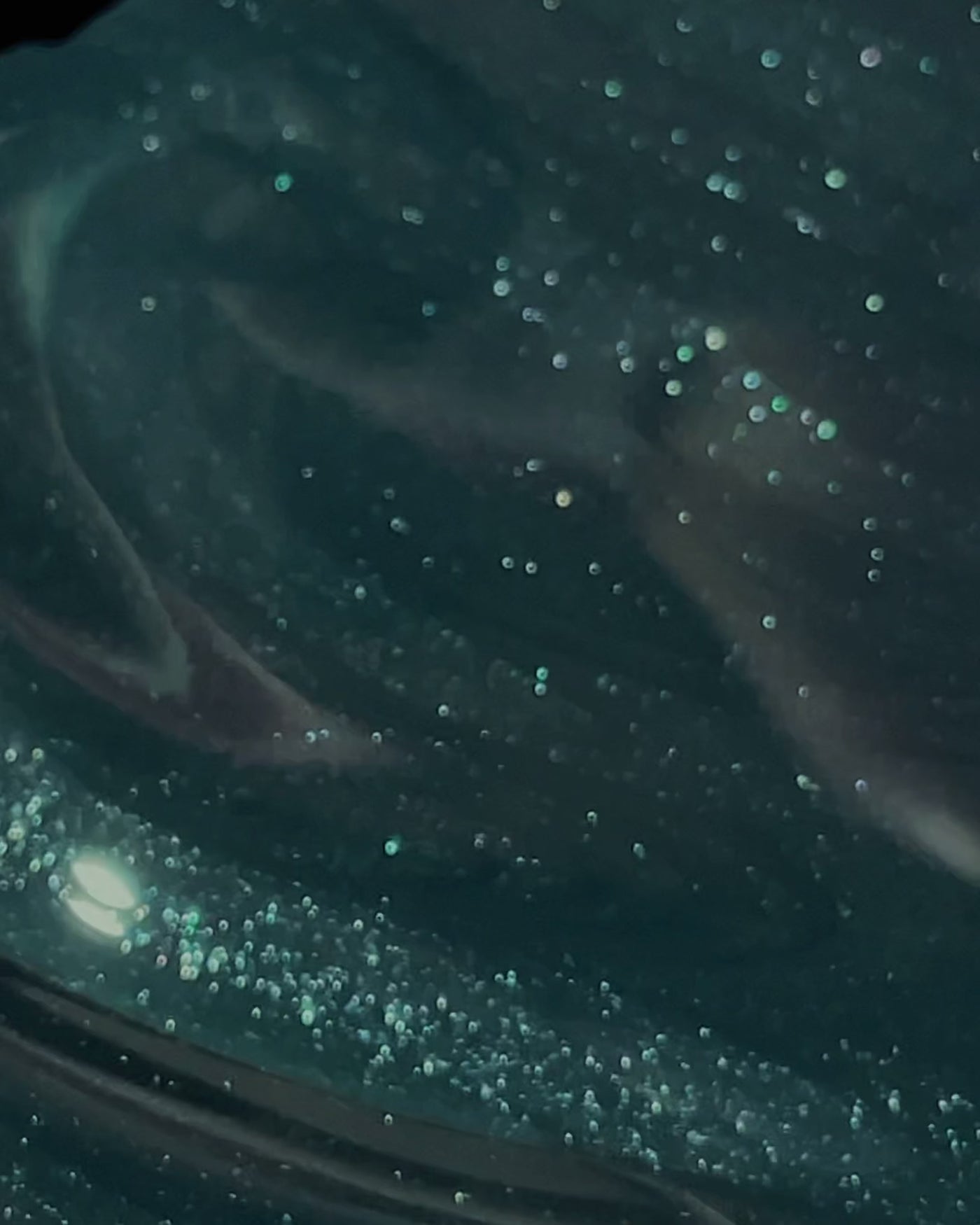 Secrets in the Library Full Collection Bundle